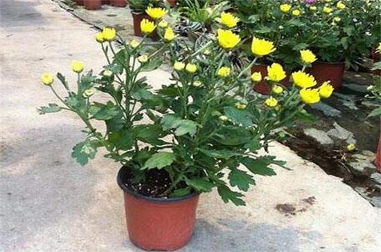 菊花什么时候可移栽，菊花移栽留意事项(4个要点)