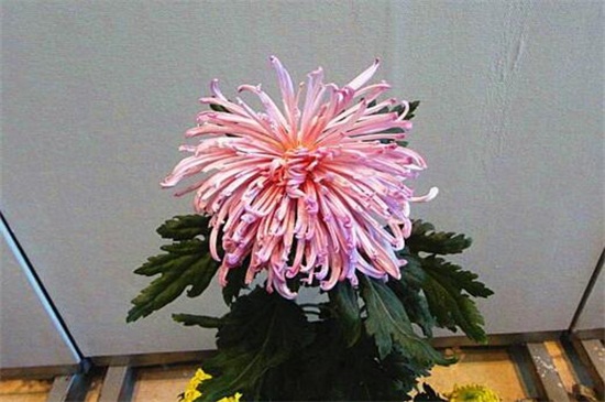 菊花什么时候可移栽，菊花移栽留意事项(4个要点)