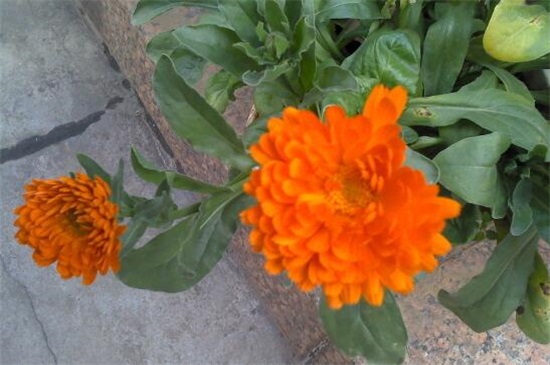 菊花水浇多了如何挽救，4个步骤轻松救活菊花