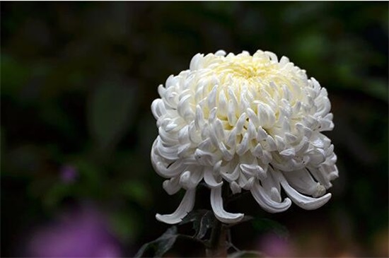 菊花水浇多了如何挽救，4个步骤轻松救活菊花