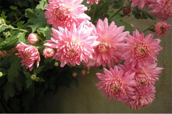 菊花水浇多了如何挽救，4个步骤轻松救活菊花