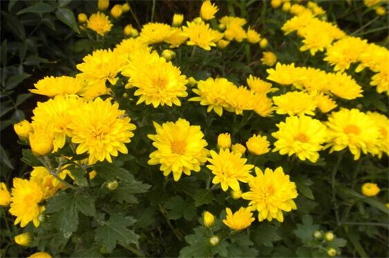 菊花水浇多了如何挽救，4个步骤轻松救活菊花