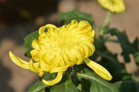 菊花夏季如何养护，5大要点即可养好菊花(附春秋冬养护方式)