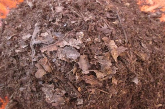 四季菊花养殖办法，4个技巧使四季菊花开满花