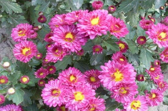 四季菊花养殖办法，4个技巧使四季菊花开满花