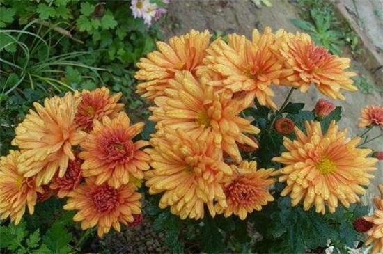 四季菊花养殖办法，4个技巧使四季菊花开满花