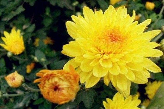 四季菊花养殖办法，4个技巧使四季菊花开满花