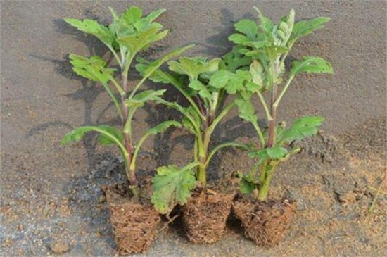 四季菊花养殖办法，4个技巧使四季菊花开满花