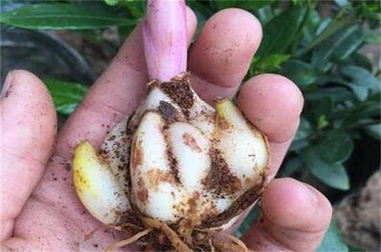 四季菊花养殖办法，4个技巧使四季菊花开满花