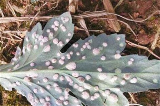 四季菊花养殖办法，4个技巧使四季菊花开满花