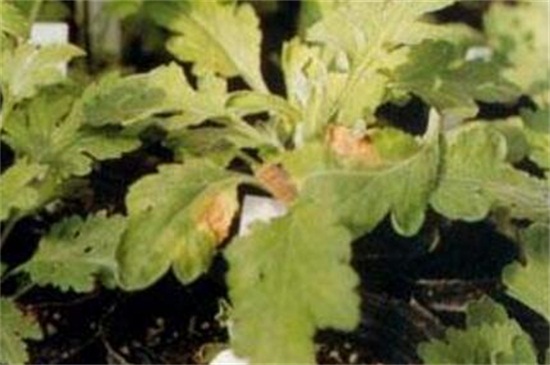 四季菊花养殖办法，4个技巧使四季菊花开满花