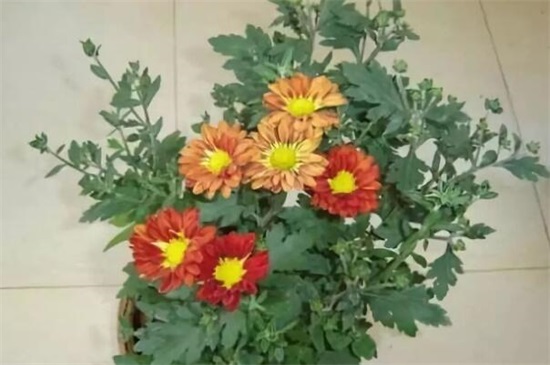 四季菊花花败后如何办，剪掉花枝后再浇水添肥