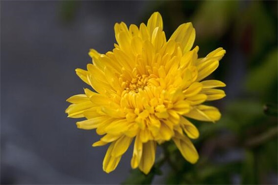 四季菊花花败后如何办，剪掉花枝后再浇水添肥