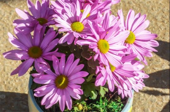 四季菊花花败后如何办，剪掉花枝后再浇水添肥