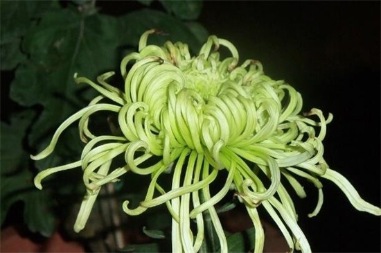 四季菊花花败后如何办，剪掉花枝后再浇水添肥