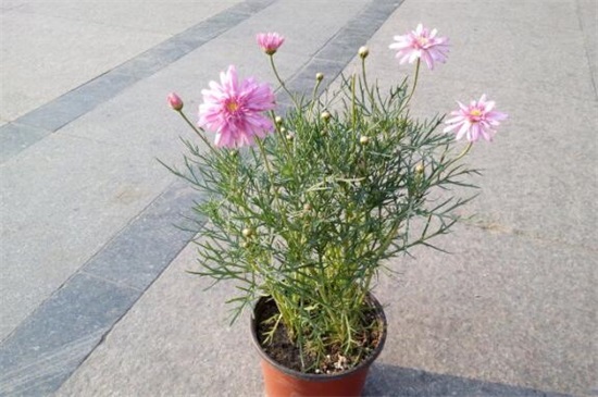 四季菊花花败后如何办，剪掉花枝后再浇水添肥