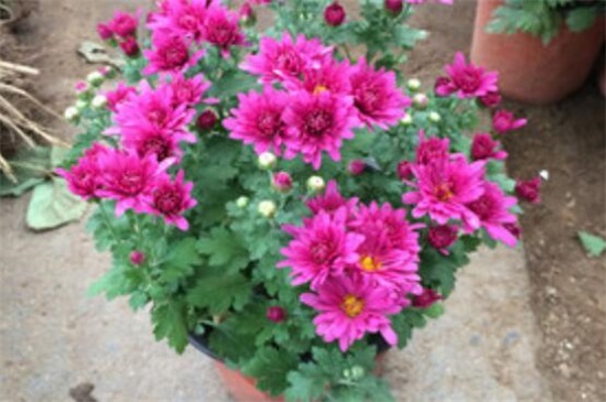 四季菊花花败后如何办，剪掉花枝后再浇水添肥