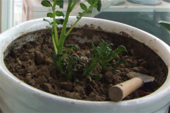 小菊花的养殖办法，4大步骤让小黄菊花满枝头