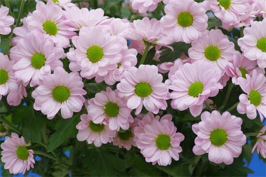 小菊花的养殖办法，4大步骤让小黄菊花满枝头