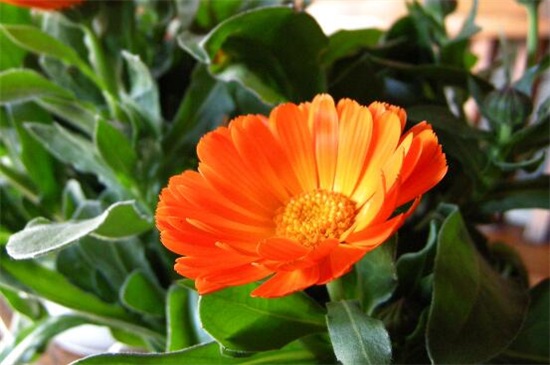 小菊花的养殖办法，4大步骤让小黄菊花满枝头