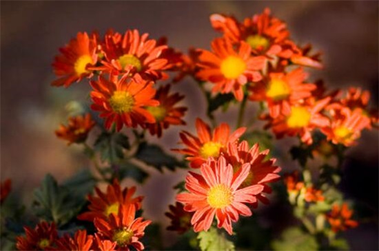 小菊花的养殖办法，4大步骤让小黄菊花满枝头