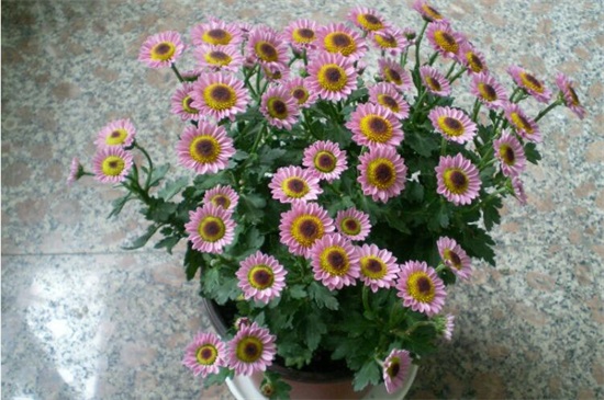 小菊花的养殖办法，4大步骤让小黄菊花满枝头