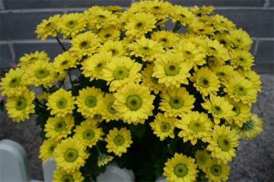 小菊花的养殖办法，4大步骤让小黄菊花满枝头