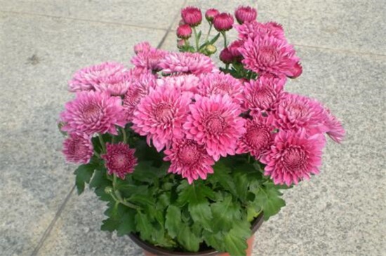 小菊花的养殖办法，4大步骤让小黄菊花满枝头