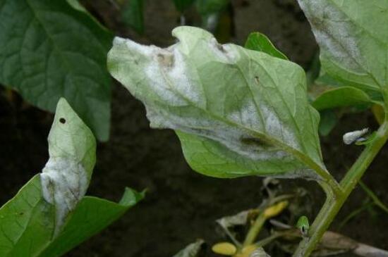 小菊花的养殖办法，4大步骤让小黄菊花满枝头