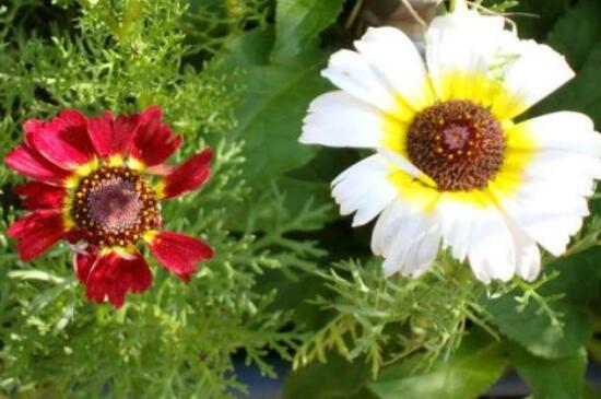 小菊花的养殖办法，4大步骤让小黄菊花满枝头