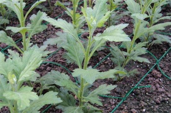 小菊花的养殖办法，4大步骤让小黄菊花满枝头