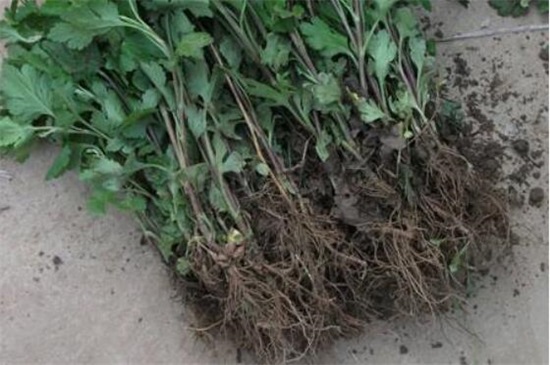 小菊花的养殖办法，4大步骤让小黄菊花满枝头