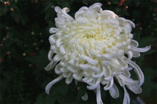 五朵菊花代表什么意思，不同颜色菊花寓意不同