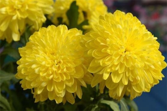 五朵菊花代表什么意思，不同颜色菊花寓意不同