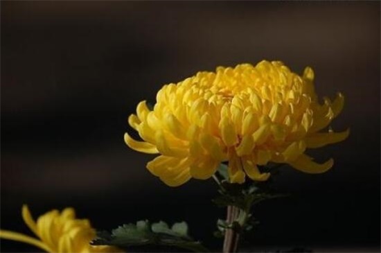 五朵菊花代表什么意思，不同颜色菊花寓意不同