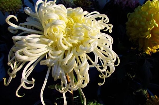 五朵菊花代表什么意思，不同颜色菊花寓意不同