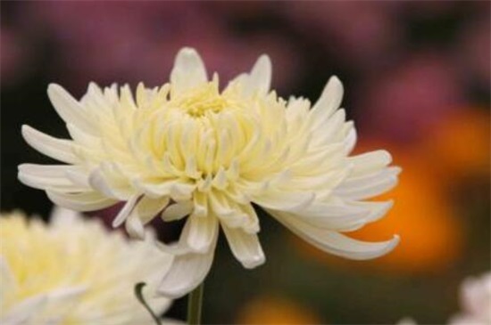 五朵菊花代表什么意思，不同颜色菊花寓意不同
