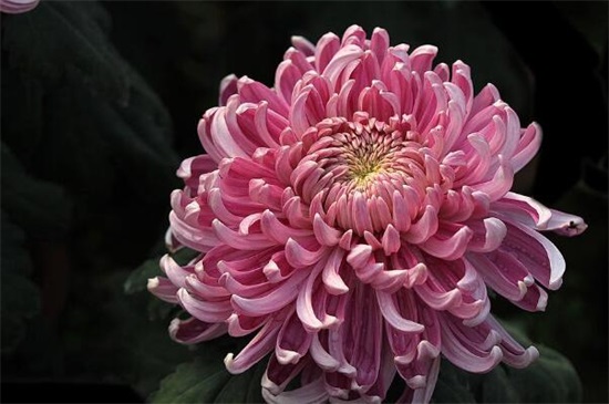 五朵菊花代表什么意思，不同颜色菊花寓意不同