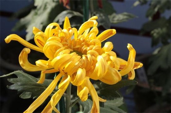 五朵菊花代表什么意思，不同颜色菊花寓意不同