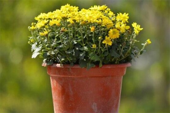 菊花扦插时间和办法，4～7月扦插/详解菊花扦插4大步骤