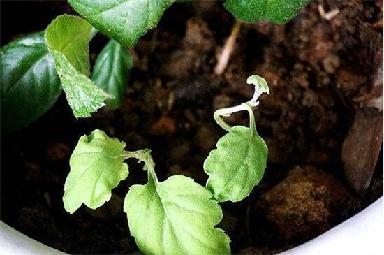 菊花扦插时间和办法，4～7月扦插/详解菊花扦插4大步骤