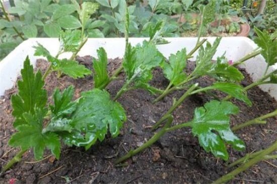 菊花扦插时间和办法，4～7月扦插/详解菊花扦插4大步骤