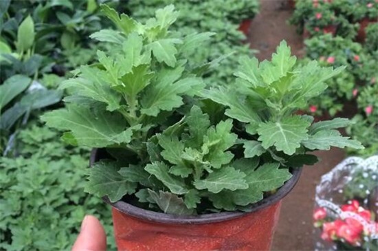 菊花扦插时间和办法，4～7月扦插/详解菊花扦插4大步骤