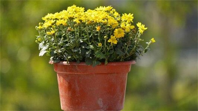 盆栽菊花的养殖办法