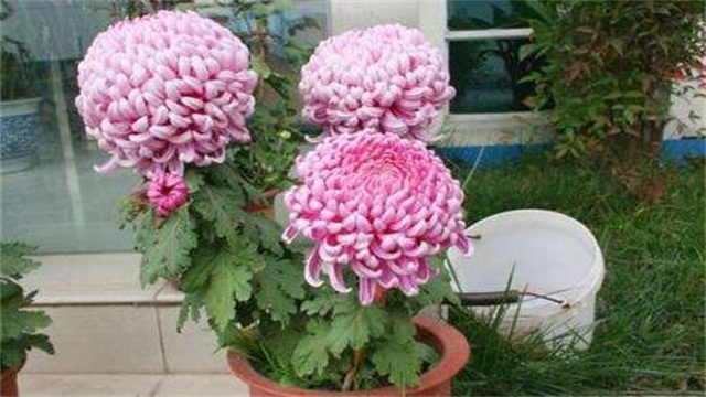 盆栽菊花的养殖办法