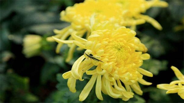 盆栽菊花的养殖办法