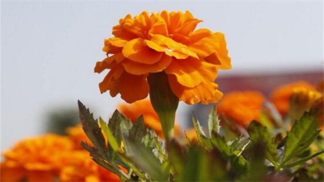 盆栽菊花的养殖办法