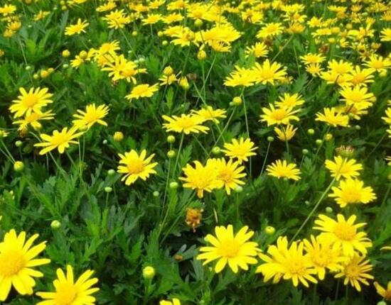 菊花什么时候开花季节,菊花种类和开花时间大全