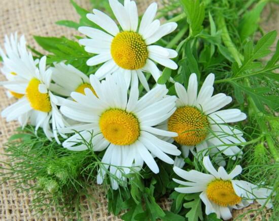 菊花什么时候开花季节,菊花种类和开花时间大全