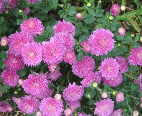 菊花什么时候开花季节,菊花种类和开花时间大全